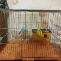 جفت مرغ عشق