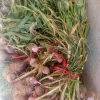 سیر شهداد تازه