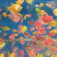 فروش انواع ماهیان گیاهخوار گوشتخوار گیاهان طبیعی|ماهی|گرگان, |دیوار