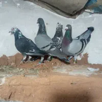 کفتر پرشی ضربه|پرنده|سبزوار, قصبه شرقی|دیوار