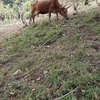 گاو محلی با گوساله ماده
