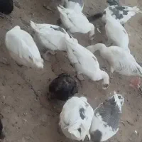 غاز