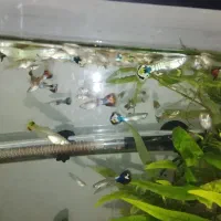 ماهی گوپی کاشمر|ماهی|کاشمر, |دیوار