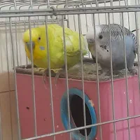 یک جفت مرغ عشق