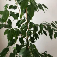 گل بنجامین|گل و گیاه طبیعی|مراغه, |دیوار
