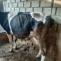 گاو هلشتاین صنعتی