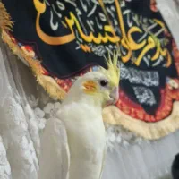جوجه عروس هلندی