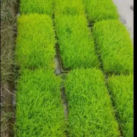 کارگر نشا