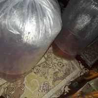 ماهی قیمت رشت تکی ۵ هزار