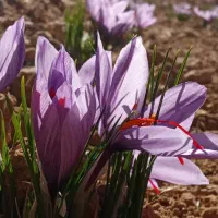 زعفران درجه یک قاینات|خوردنی و آشامیدنی|شیراز, شهرک مهدیه|دیوار