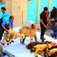 گوسفند زنده عقیقه قربانی تعاونی50%زیرقیمت|حیوانات مزرعه|مشهد, عبادی|دیوار