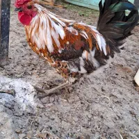 یک عدد خروس گلین زیبا