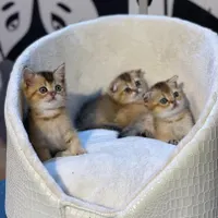 بچه گربه های اشرافی ( iran cats)|گربه|رشت, گلباغ نماز|دیوار