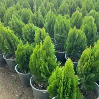 تخفیف ویژه روز مادر تا ۳۰ درصد