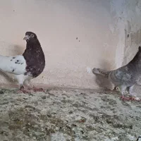 نروماده کل الماسی،کل سرخ،کینگ،جوجه پلاکی،مینیاتوری