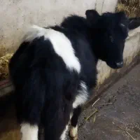 گوساله ماده  گیل دورگ|حیوانات مزرعه|سیاهکل, |دیوار