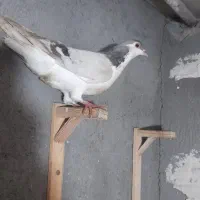 کفتر رنگه و آلمانی