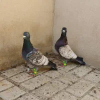 کبوتر طاووسی فریمان