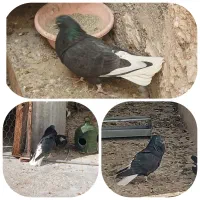 زاغ شازده سرور قرمز