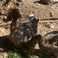 غاز نر تولوز