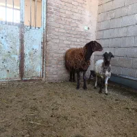 بره قوچ9ماهه همو|حیوانات مزرعه|دره شهر, |دیوار