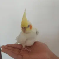 جوجه عروس هلندی لوتینو