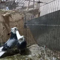 دوجفت کبوتر  شازده  سبز  و زرد