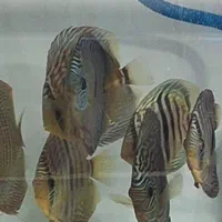 ماهی دیسکس|ماهی|یزد, |دیوار