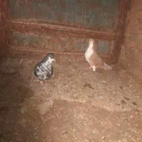 کفتر‌جفتگاه