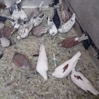 کفتر یا کبوتر|پرنده|قم, شهرک فاطمیه|دیوار