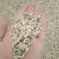 جو محلی سیاه و سفید چاق
