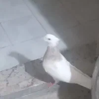 قفس وپرنده
