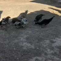 جوجه محلی|حیوانات مزرعه|خمک, |دیوار