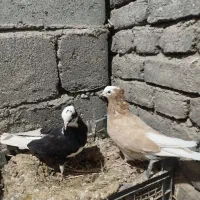 کبوتردوجفت ابلاغ
