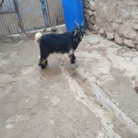 بیگ|حیوانات مزرعه|اندیکا, |دیوار