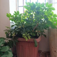 گل بسیار زیبا