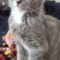 گربه مهربون