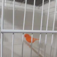 قناری نر سرخ اورجینال