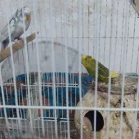 مرغ عشق|پرنده|سراوان, |دیوار