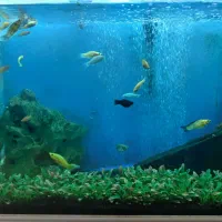 سلام خدمت  دوستان ماهی مولی از همه نژاد و همه