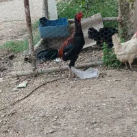 خروس