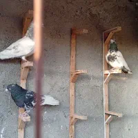 کبوترصید|پرنده|مشهد, محمدآباد|دیوار