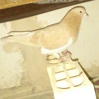 کفترپرشی رنگه