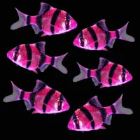 گیاه طبیعی|ماهی|اهواز, کوی سعدی|دیوار