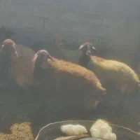 بره نر