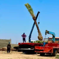 نخل خرما پالم مرکبات جنوب نهال درخت نهالستان|خدمات باغبانی و درختکاری|قم, تعویض پلاک|دیوار