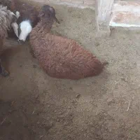 بره نر چاق