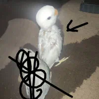 کوتوله برزیلی