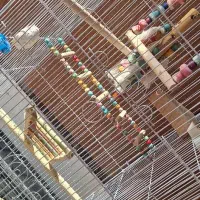 قفس پرنده|لوازم جانبی حیوانات|فردیس, نگارستان|دیوار