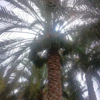 درخت بندی انجام میدهم